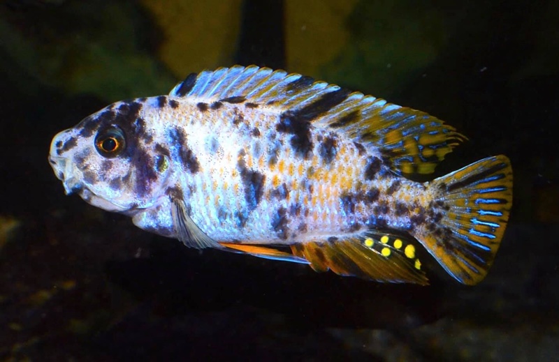 Labeotropheus fuelleborni 'Thumbi West Island'